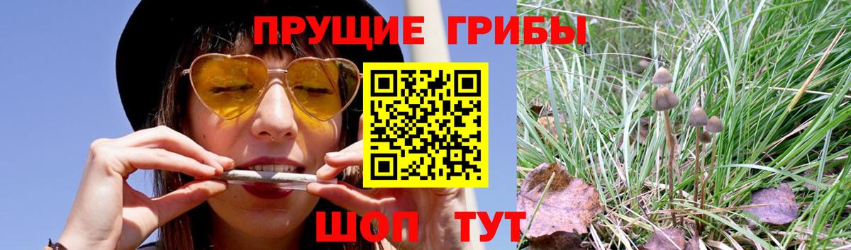 Псилоцибиновые грибы Psilocybe Россошь